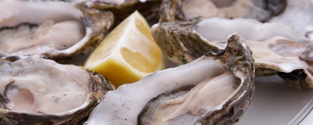 falmouth oyster festival